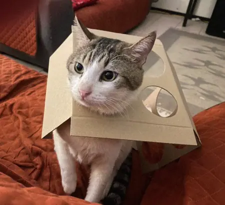 riccardopoly's Avatar